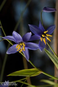 Stypandra glauca, commonly known as the nodding blue lily, is a flowering plant in the family Asphodelaceae.  It is a rhizomatous perennial plant with blue lily-like flowers with yellow stamens and is widespread across southern areas of Australia.  #bee #bees #flower #flowers #floral #garden #gardening #nativeflower #australianplants #australianflora #flora #strangeflowers #magicalgarden #nativeplant #nativeplantlandscape #landscaping #landscape #gardens #australiannativegarden #lily #blueflower