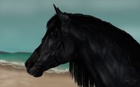 Cass Ole The Black Stallion | Cass Ole - The black stallion by *BLACKNIGHTINGALE81 on deviantART