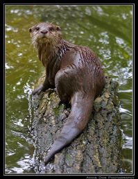 River otter