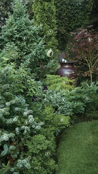 Conifers offer more textural diversity than you might think. True, they all have needles of some sort, but this array of evergreens proves that their textures can range from bold and bulky to wispy and feather like.