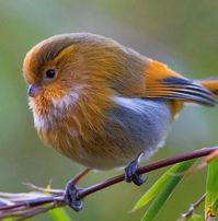 ~ White-browed Fulvetta. (Fulvetta vinipectus) . ~ Photo by 👉 📸: @adityaa_chavan ~ The white-browed fulvetta is a bird species in the family Paradoxornithidae. Like the other typical fulvettas, it was long included in the Timaliidae genus Alcippe or in the Sylviidae.