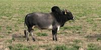 Adamawa cattle are indigenous to Adamawa, Nigeria. They arerna multipurpose breed, used as a draught animal, for beef, and dairy production.rnThe breed makes up