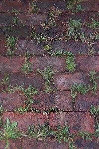 Baking soda neutralizes the ph in the soil and nothing will grow there. Sprinkle baking soda lightly around all of the edges of flower beds to keep the grass and weeds from growing into beds. Do this twice a year—spring and fall.