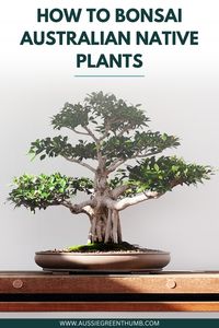 Start your bonsai adventure with our beginner's guide to Australian native plants. Learn the basics and get tips on how to grow and care for these unique bonsai trees. #BeginnerBonsai #NativePlants #GardeningTips