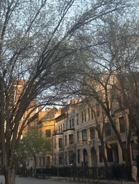 spring chicago street city budding trees flowers