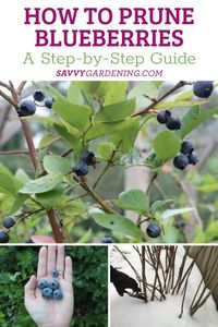 Guide to prune blueberries