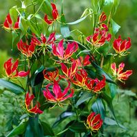 Gloriosa Lily | Flame Lily | High Country Gardens