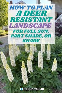 How to Plan a Deer Resistant Landscape for Full Sun, Part Shade, or Shade: Transform your front yard with deer resistant landscaping ideas! Discover beautiful perennials that thrive in full sun, shade, or part shade, and require easy care and low maintenance. Perfect for creating a stunning garden that stays intact, even with deer around. Ready to design a gorgeous, worry-free landscape? Click through for inspiring ideas and tips to start your deer resistant garden today!