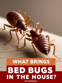 Learn what attracts bed bugs and how to protect your home with these essential tips to avoid infestation. Discover the best practices to keep your living space safe and pest-free, ensuring your peace of mind and comfort.