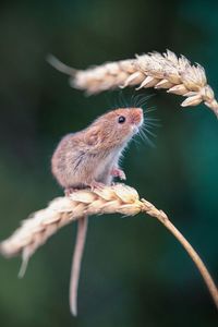 Harvest Mouse Photograph by Paul Nash | Artfinder