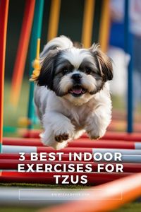 3 Best Indoor Exercises for Tzus