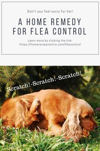 There are many, many so-called home remedy for  flea control recipes out there. I have used many of the ones listed below and they work.  To rid any dog of fleas, your house must also be in the eradication program, if your dog lives inside and has fleas, your house has them also.  So a thorough regular, intense....