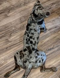 Top 160 Best Catahoula Leopard Dog Names