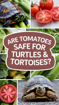 Turtles and tortoises can eat tomatoes, but only in moderation. Tomatoes are high in sugar and acid, which can be harmful if given too often. They should be considered an occasional treat rather than a regular part of their diet. Always ensure other vegetables and leafy greens make up the majority of their food.