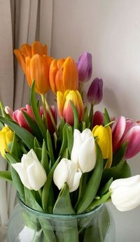 mulitcolored spring tulips