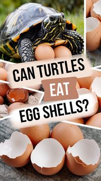 Can Yellow Belly Turtles eat egg shells? Get the facts and find out how it impacts their health. Our blog offers a detailed Turtle Feeding Chart and Turtle Care Tips to ensure your Pet Turtle thrives. Click to learn more and don't forget to save this valuable info!