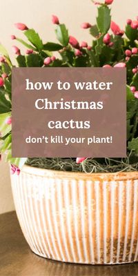 Learn how much and how often to water your Christmas cactus, plus how to tell when they need more water here! The best care tips for Christmas cactus found here.