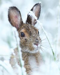 "Spring Shoe" by Doug Dance Nature on Flickr ~ A late spring snowfall transformed the quickly-greening landscape of Riding Mountain National Park into a sea of white.  This Snowshoe Hare did not seem to mind the snow at all.