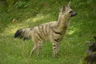 Aardwolf | Ahbleza_513 | Flickr