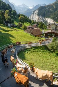 The Swiss Alps in Switzerland