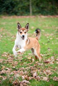 Hazel the Norsk Lundehund