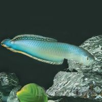 BLUE AROWANA FISH ... osteoglossum Ferreira ..... approximate full size 48 inches ... from South America