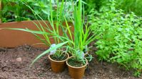 How To Grow Lemongrass In Pots – Slick Garden