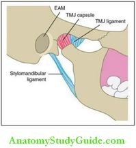 Temporomandibular Joint Oral Histology Notes - Anatomy Study Guide