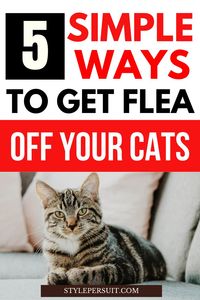 Cats are cherished members of our families, bringing joy, companionship, and sometimes a bit of mischief into our homes. However, like any family member, they can also face health challenges, one of the most common being fleas. Fleas are not just a nuisance; they can cause significant discomfort and health issues for your feline friend. Finding the best flea remedies is crucial for maintaining your cat's well-being. In this comprehensive guide, we will explore various flea treatments