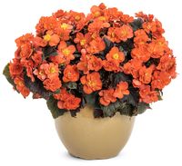 Partial Shade to Full Sun (At Least 4 Hours of Direct Sunlight) Mature Height 8 - 12 Inches Mature Spread 8 - 12 Inches Growing Zones 9 - 11 Use As A Filler In Containers  The bright orange blooms of the Solenia® Chocolate Orange Begonia really stand out against its dark green-brown foliage. Also known as Begonia x hiemalis, Solenia® Chocolate Orange grows to around 12 inches with a mounded habit. Its double flowers are not only cheering, but reblooming and will continue all season long.  The Solenia® Chocolate Orange Begonia is perfect for adding some color and interest to your garden. This annual is well suited to edging a border or pathway, or growing in a container or hanging basket. It is considered hardy in zones 9 to 11. Deadheading is not required.  Solenia® Chocolate Orange Begoni