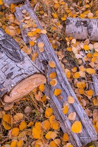 Wood pile and scattered Aspen leaves during fall season near Inner Basin Hiking Trail near Flagstaff AZ