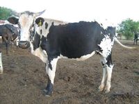 Nguni