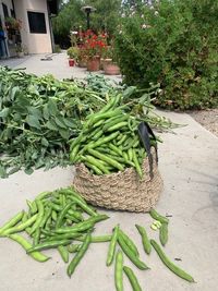 How to Harvest and Freeze Fava Beans - Master Food Preserver SLO/SB Counties - ANR Blogs