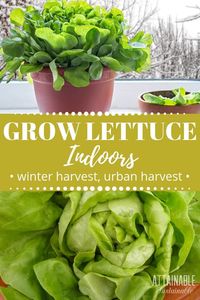 Try your hand at growing lettuce indoors! You can have fresh salad greens year round by adopting the idea of growing an inside garden. Growing lettuce indoors is easy, but it does have some specific requirements. Follow these guidelines for successfully growing lettuce indoors. #garden #growingfood #urbangardening