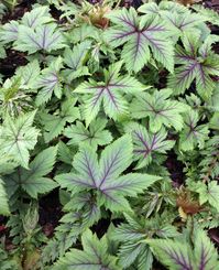 Selected by Japanese plant breeder Yohei Hosogai and introduced by the Dutch nursery Walter Blom Plants, this compelling Filipendula multijuga and Filipendula palmata hybrid promotes bold hardy foliage and cut-flower-perfect plumes