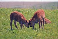 Baby Bison ~ often called Red Dogs