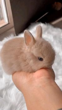 cutiee in 2022 | Cute baby animals, Cute bunny pictures, Cute animals