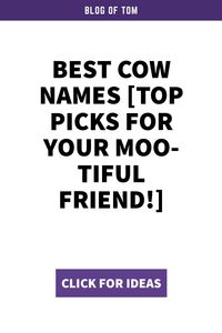 Discover charming names for your beloved cows! From sweet Daisy to elegant Luna, find the perfect moniker that suits your gentle bovines. Explore our list for naming inspiration and make your herd stand out with personality. Click to uncover more delightful ideas and give each cow a name as unique as they are!