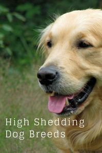 15 Low Shedding Dog Breeds Dogs That Don't Shed Best Dog Grooming Tools Tips to reduce shedding #DogShedding #LowSheddingDogs