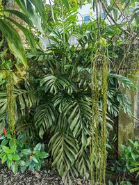 The leaves of the Monstera pinnatipartita are heart-shaped and feature dramatic fenestration that sets it apart from other monstera varieties