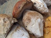 The King Boletus is perhaps the best known wild mushroom (aka Porcini, Ceps, Edulis Boletus, Steinpilz, Herrenpilz, eekhoorntjesbrood, prawdziwek, boletus chippewaensis) and is particularly revered throughout europe, where it is considered a staple in many kitchens. These mushrooms, known as the edulis clade, lend themselves to a wide variety of dishes, from stuffed meats to rich sauces to vegan dishes that require a meaty umami flavour only king boletes can provide. They pair well with duck, be