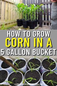 🌽 How to Grow Corn in 5-Gallon Buckets 🌽 Discover how to grow delicious corn in 5-gallon buckets with our easy container gardening tips! 🌱 Learn the best soil mix, watering schedule, and light conditions to ensure healthy corn plants. Perfect for small spaces and urban gardeners, these tips will help you enjoy fresh, homegrown corn right from your patio or balcony! 🌞🌿