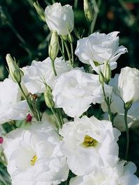 Conocida también como Lisianthus, aunque al parecer de forma errónea, la Eustoma grandiflora (Eustoma grandiflorum) es una planta originaria de las praderas del sur de Norteamérica, Texas, Arizona,…