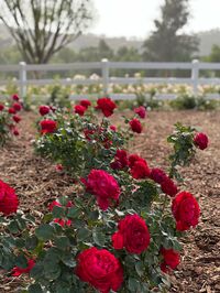 About Oklamhoma An amazing cut flower that has long stems, large blooms, and an intoxicating fragrance. If you're looking for a red rose to add to your garden, Oklahoma is the perfect addition as it's a continual repeat bloomer all season long. Rose Type: Hybrid Tea Breeder: Swim & Weeks Color: Red Fragrance: Strong Bloom Form: High-centered Petal Count: 50 Growth Type: Tall, upright, bushy Flowering: Repeat Planting Season: Spring