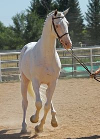 stallion | USA | 2007 | by Panoramic out of Snow Baby Go #thoroughbred #stallion #dominantwhite #colouredthoroughbred #whitethoroughbred