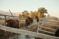 #horse #horsegirl #southern #western #sunset #nature #animals