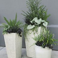 Drought-Tolerant Container Garden Designs - FineGardening