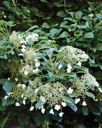 How to Grow Climbing Hydrangeas, According to Martha Stewart