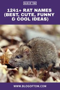 Whether you’re looking for a funny name or a cute one, we’ve got you covered. We also have cool and badass pet rat names if that’s more your style.