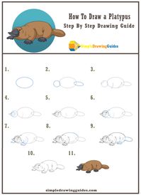 How To Draw a Platypus Step By Step Drawing Guide